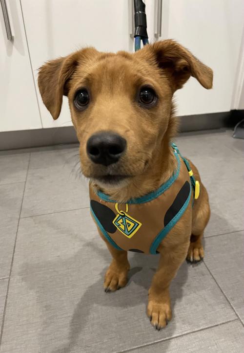 startplaysmile:Scrappy has grown into Scooby!Soooo uh….Is anyone going to tell them what the 
