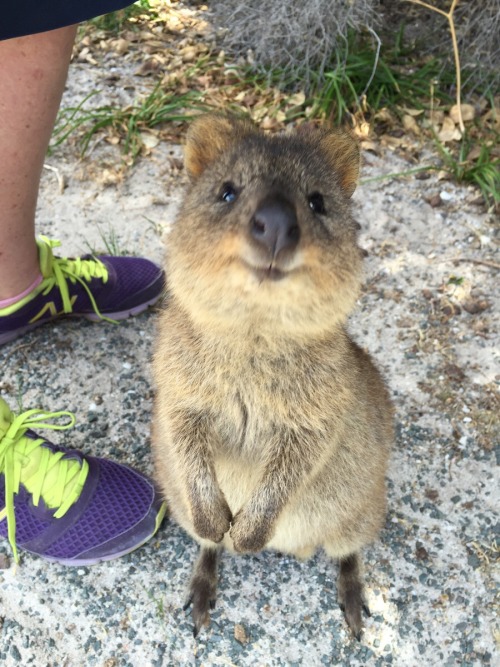 awwww-cute:  Went for a cycle around Rottnest porn pictures