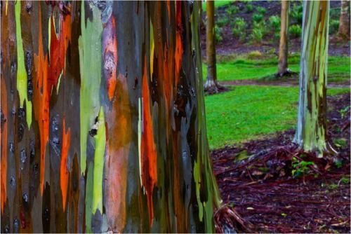 wonderful-earth-story:  These are rainbow eucalyptus trees (Eucalyptus deglupta) and hail from the P