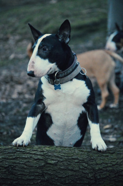 handsome dogs for you in these trying times