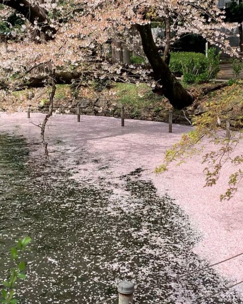 散っても生命。#花筏 #井の頭公園 (井の頭恩賜公園 (Inokashira Park)) https://www.instagram.com/p/Cby2rGSvEcQ/?utm_medium=tu