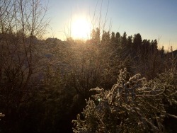 mssecretary:  Some frosty Norwegian sunshine