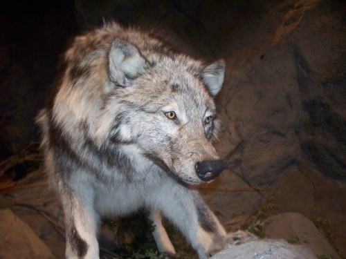 Wolf father, at the doorYou don&rsquo;t smile anymoreYou&rsquo;re a drifter, shapeshifterLet