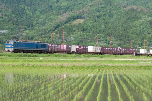 Freight train.Between Kinomoto and Yogo on Hokuriku Line.