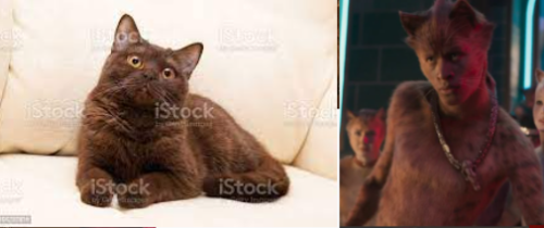 Cats 2019 As Real Cats Cause Why Not.part 3 The Toms
