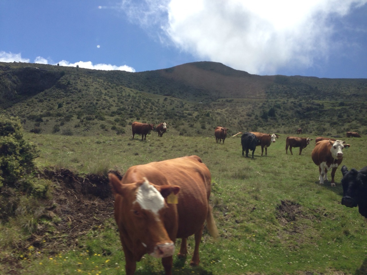 alt-j:  i took this from the car going like 45 mph these cows don’t give a shit