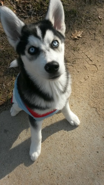 mkayynicole:  My handsome husky, Archer! :) 