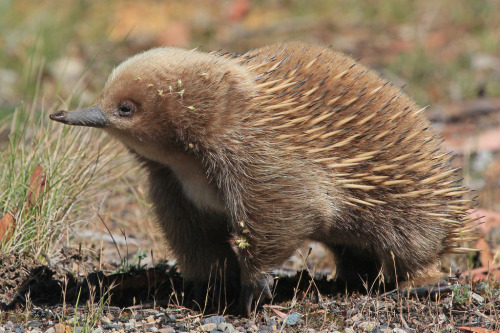 alicecorsairs:  unto-myself-together:  alicecorsairs:  THE NIFFLER IS BASED ON A REAL ANIMAL THIS IS NOT A DRILL I REPEAT THE NIFFLER IS BASED ON A REAL ANIMAL AND I WANT ONE  Yeah but what is this animal called?  It is called a short-beaked echidna!