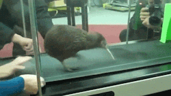 rocktopussy:  becausebirds:  Kiwi on a treadmill.