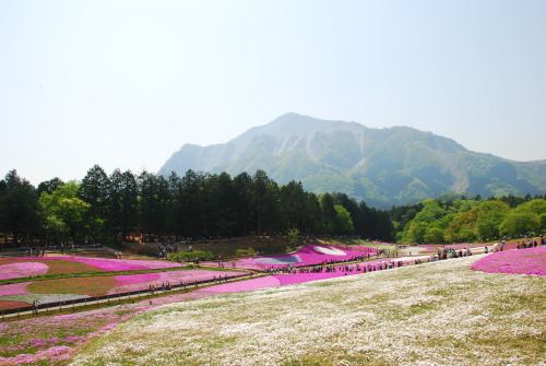 Hitsujiyama Park (羊山公園; Hitsujiyama Koen)