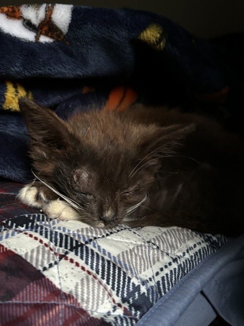 Meet Moxie!
