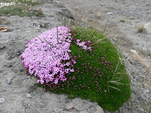 ghostcafe:moss campion silene acauliswhat a sweet little microworld!