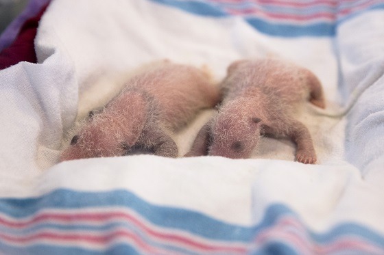 giantpandaphotos:  Lun Lun and her twin boys - born on July 15 - at Zoo Altanta.