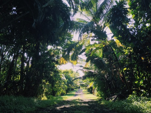 Lisa is back on the big island. This is the driveway