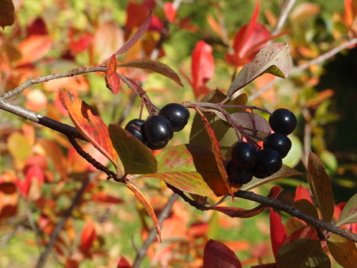 Aronia mitschurinii