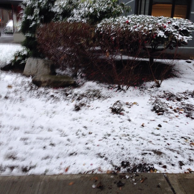 First bit of snow I’ve seen in Seattle!