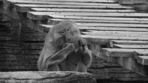 Baboon Series 2Riverbanks Zoo - Columbia SC