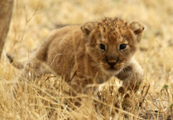 phototoartguy:  A lion cub walked in Tanzania’s Serengeti National Park.(Noor Khamis/Reuters)# 