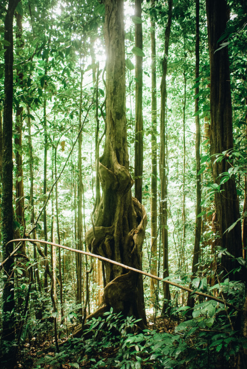 satakentia: Nature UntouchedPetit-Bourg, Guadeloupe, French West Indies by satakentia - instagram