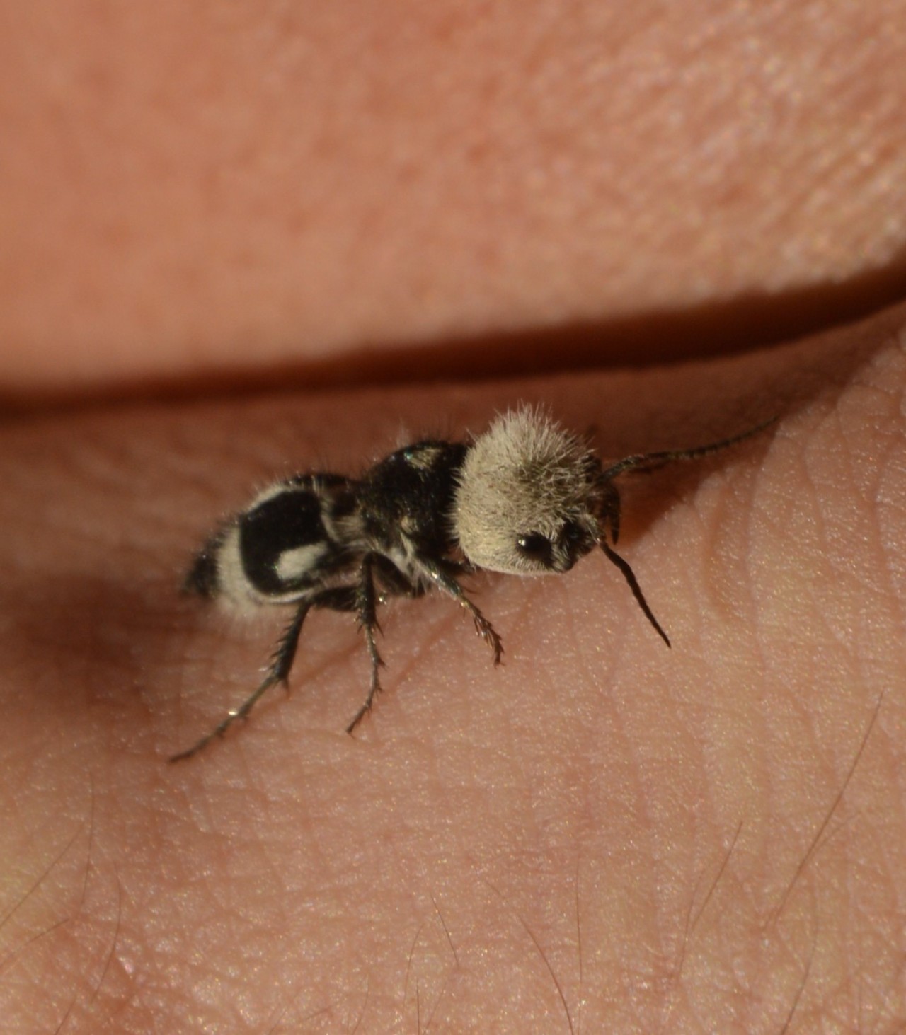 One Nice Bug Per Day — Panda velvet ant, Euspinolia militaris,...