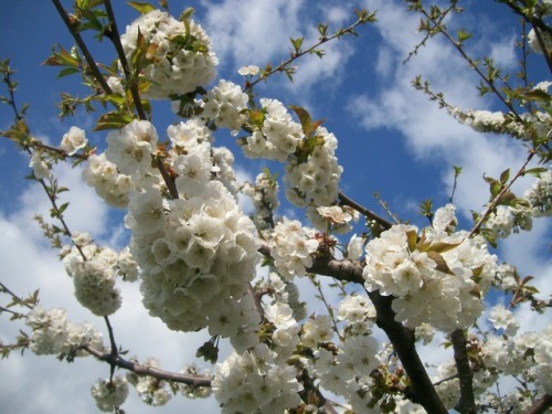 Cherry Blossoms in Emilia-Romagna by Valerio D. on Flickr