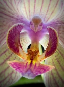 sixpenceee:  The Phalaenopsis or Moth Orchid is the most common orchid due to its ease of production and the availability of blooming plants year-round. (Source)