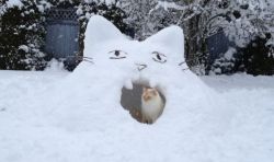 world-of-cats:Cat snow fort ! 