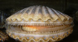 dynamicoceans:  earthstory:How Scallops Swim.Scallops are usually found resting on the seafloor. Unlike most other bivalves, Scallops have 60 - 100 eyes along their sensory tentacles within the shell. These eyes are not particularly well developed and