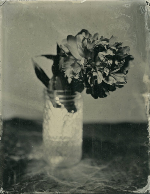 brookelabrie:  Peony Tintype{ lots of new tintypes available in my etsy shop ! }