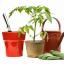 garden-my-peas