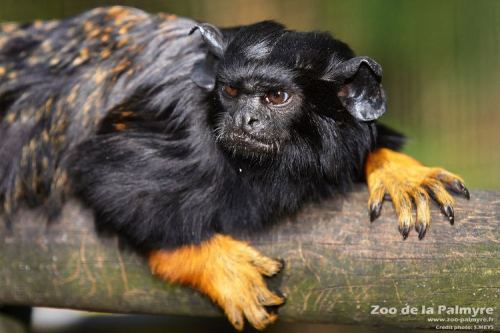 synapsid-taxonomy:kellyclowers:luffik:Let me introduce you to…Red Handed Tamarin…who looks like a ba