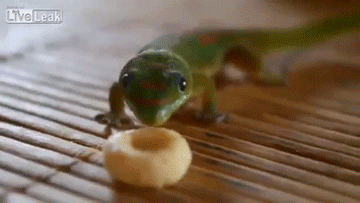 geckopaws:  an important image genre: day geckos licking things 