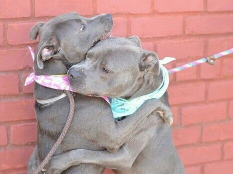pitbullhut:  R-E-P-O-S-T this if you are a dog lover. Let’s see how big our family