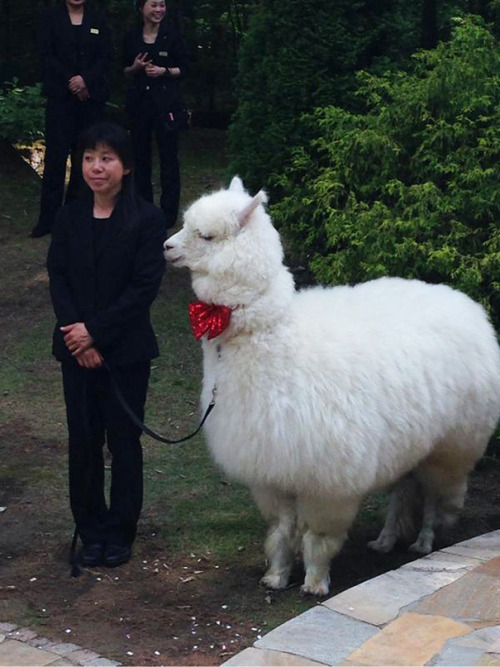 XXX boredpanda:    This Wedding Hall In Japan photo