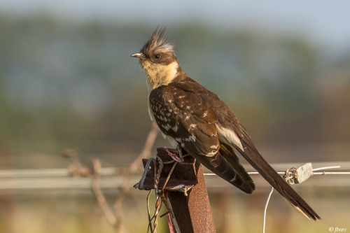 Great Spotted Cuckoo (Clamator glandarius)&gt;&gt;by Fred (1|2)