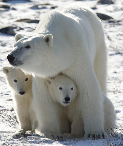 magicalnaturetour:  Polar bears    