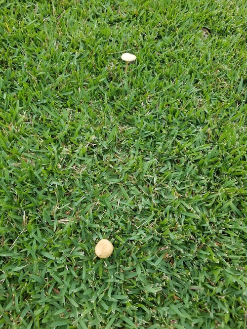 i live in hawaii and i see this little guys when it rains, but are they all different or the same?[s