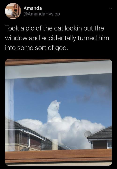 blessedimagesblog: Cats are gods.