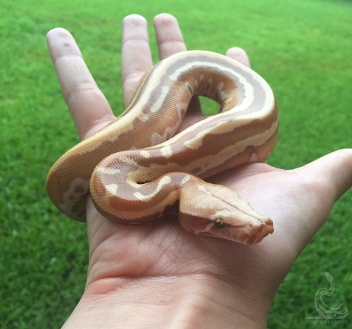 fimbry:I love love love this snake. I melt whenever I see them. Python brongersmai 