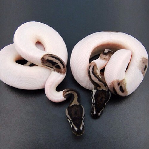 hausofadams:  Fuck having an #albino #pet. I want mine to have #vitiligo. #piebald #snakes #isthisreal 