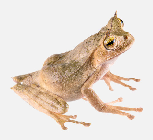 toadschooled: The horned marsupial frog [Gastrotheca cornuta] is a threatened species found in Panam