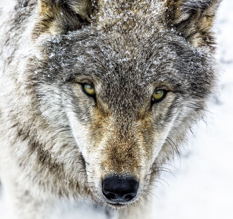 beautiful-wildlife:  Young Grey Wolf by © Jean-Francois Beaudry  LONEWOLF!