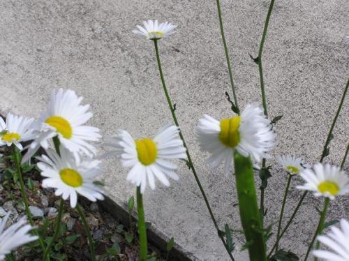 Deformed mutant daisies photographed near Fukushima nuclear disaster site in JapanJust when you&rsqu