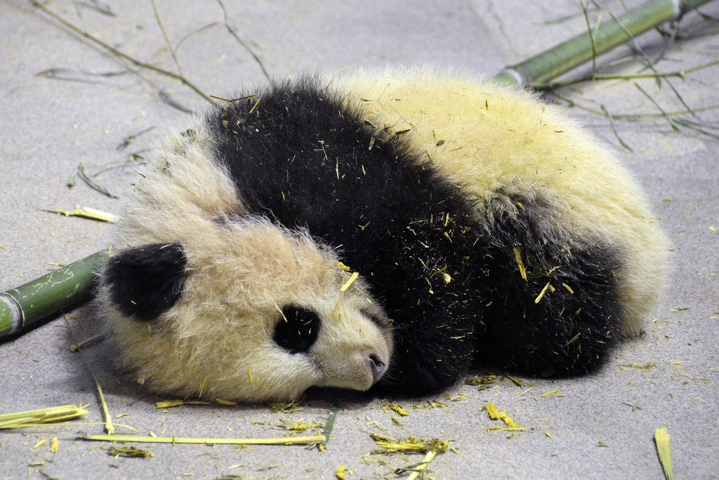 giantpandaphotos:  Bao Bao at the National Zoo in Washington D.C. on January 12,