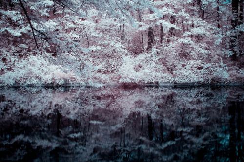 Tree reflection (IR) by Martin MartinssonVia Flickr :Near IR-spectrum &gt;0.72 µ