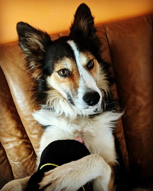 Fuss times with le sis #ted #bordercollie #collie #cute #adorable #goldenboy www.instagram.c