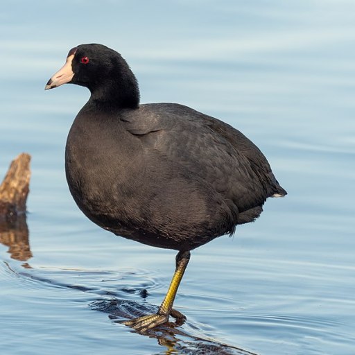 Sex coot-49j:#GranRiserva pictures