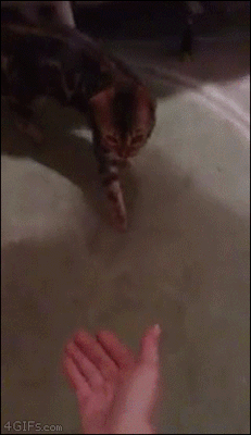 ahangmansjoke:  That’s a fucking bengal like my catconfirmed all bengals wanna do is eat you and scratch you