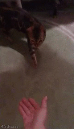 funny-gif-1:Other Funny Gİfs http://funny-gif-1.tumblr.com/