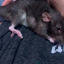 rat-rat